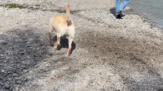 Fast Flowing River Drags Dog Downstream