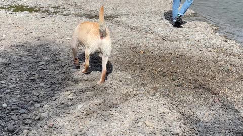 Fast Flowing River Drags Dog Downstream