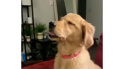 fun dogs any think destroy react dog face hahaha #dogs #fun #funny