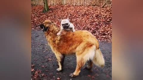 Adorable Puppy Loves- Its Duck Buddy