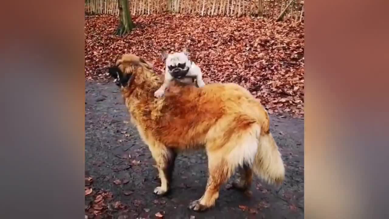 Adorable Puppy Loves- Its Duck Buddy
