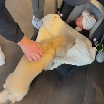 Little puppy Golden Retriever plays with baby - so cute