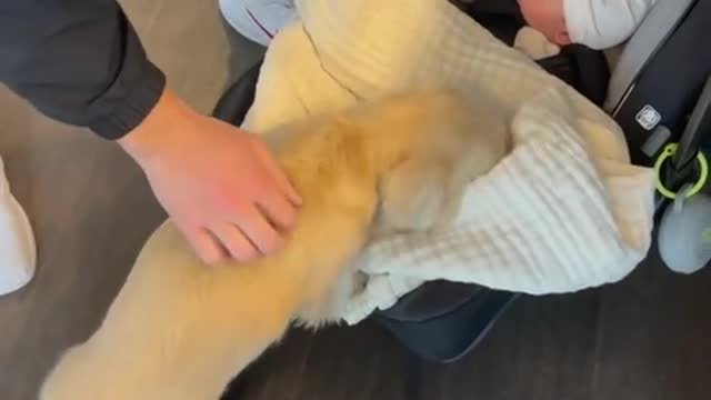 Little puppy Golden Retriever plays with baby - so cute