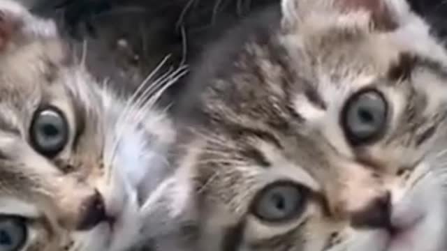 Cute cat's Baby Funny videos #shorts