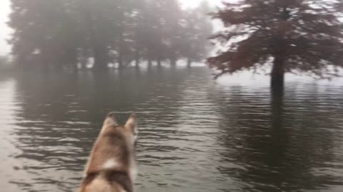 Husky scares great blue heron in the fog