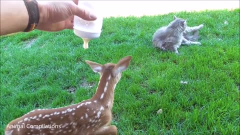 baby deer jumping and hoping