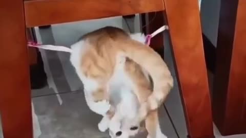 Cute cat funny moment