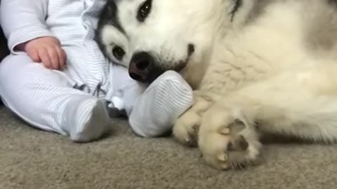 Millie the husky and baby Parker are the cutest ever!