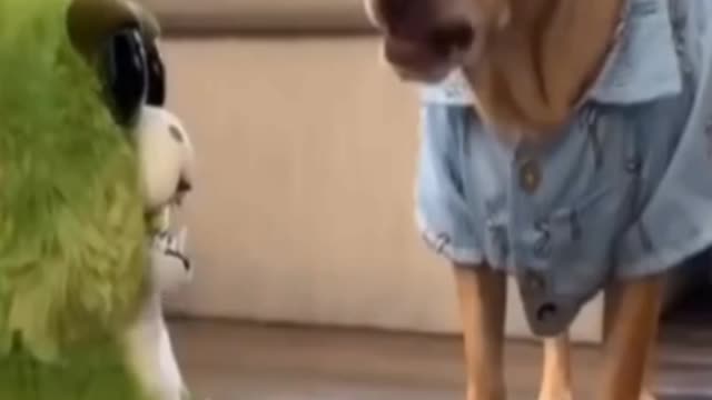 Funny dog video, Cute dog, Dog behaviour