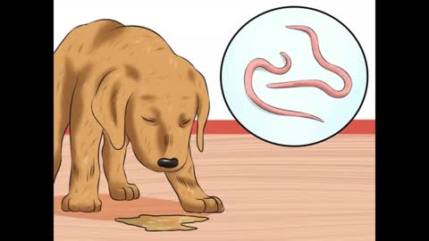 Detecting Hookworms in Your Dogs