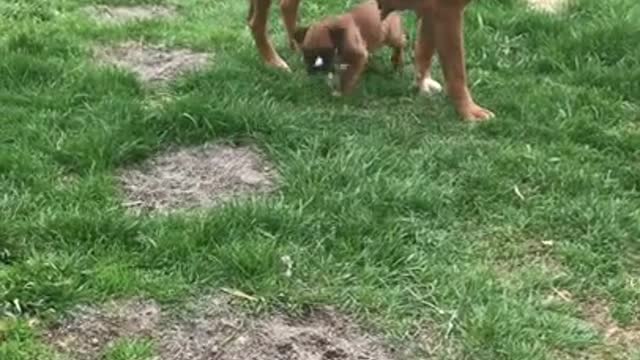 Phoenix Ridge Boxers Play time outside