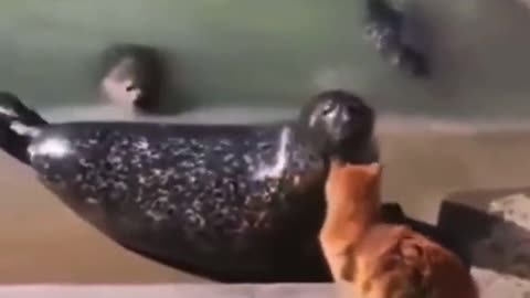 Cat slap seal fish 🐠