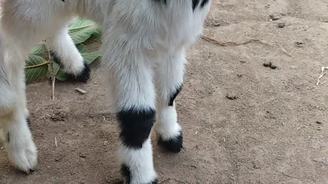 Baby goat eating fresh leaves!