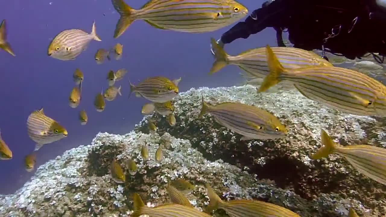 Underwater fish breed gathered.