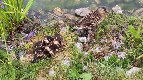 Mouled duck mother with her young