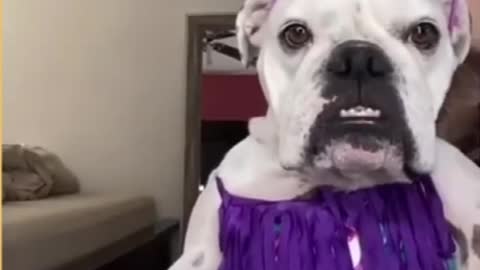 Top Funny Cute Dog Videos