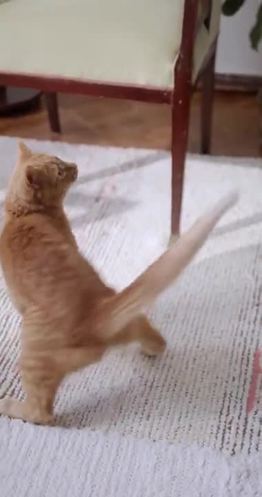 Cat Circus ।। A Ginger Cat Looking Around#Shorts