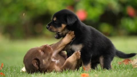 Puppies in very good mood