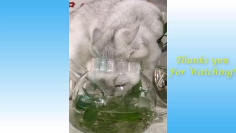 Cute Cats and Funny Dogs Videos Compilation 2021