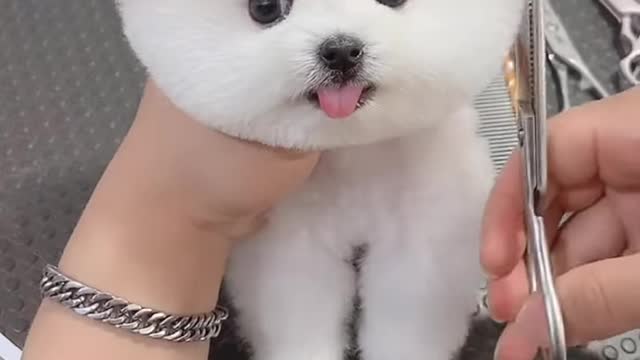 Cutest baby dogs Beautiful puppy Animals shorts video