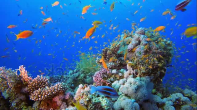 Amazing Fish View! underwater view must watch