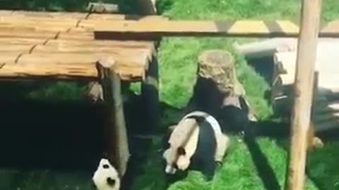 Awesome Cute and Funny Panda Bear Videos - Compilation