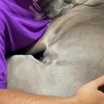 Doggy Father’s Day