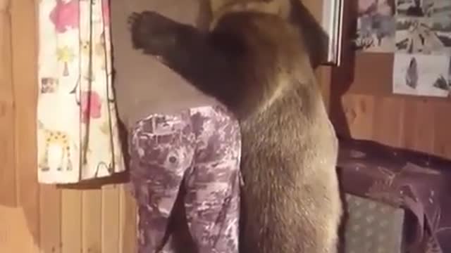 This big bear got His best friend