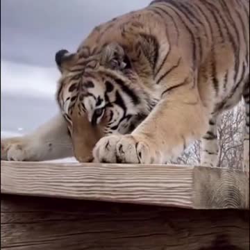 The big and small beasts