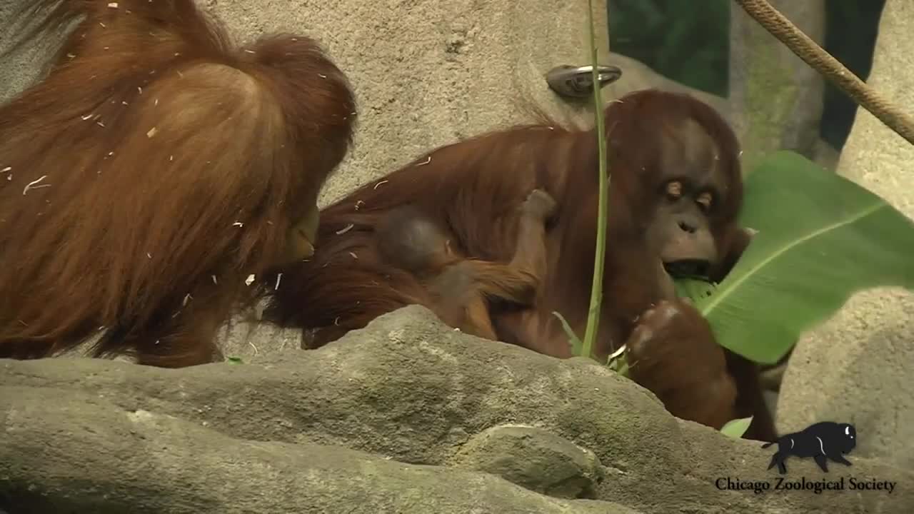 At Chicago's Brookfield Zoo, a two-week-old baby orangutan made her debut