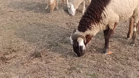 Millionaire owner in sheep farming