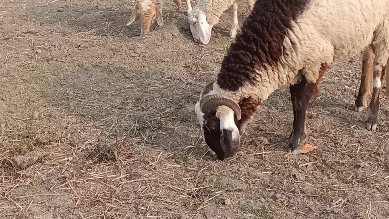 Millionaire owner in sheep farming