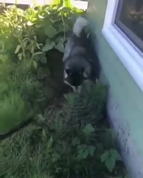 funny dog ​​behavior for fear of water