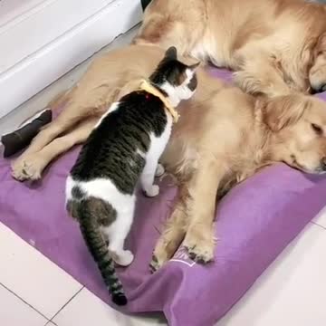 Tom and Jerry happily lived ever after.