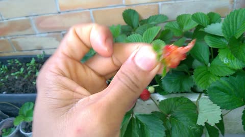 MY STRAWBERRIES IN PARAÍBA-BRAZIL-1