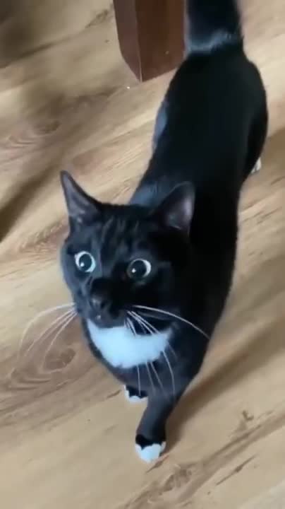 funny and cute kitten ...For you to smile...