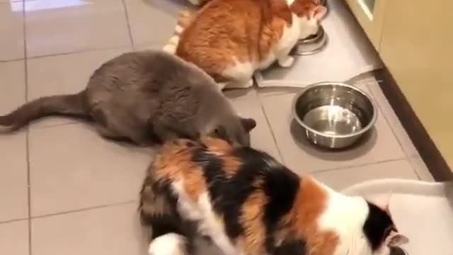 Many cats are eating together #rumble