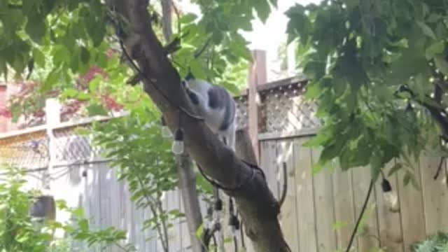 The cat and the tree branch