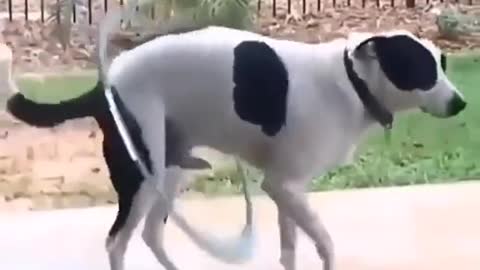 Fuuny dog twists the hoop