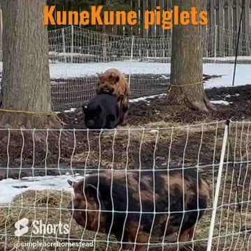 Watch Our Pigs "Get it On" this Morning! #KuneKune #Homesteading #FamilyFarm
