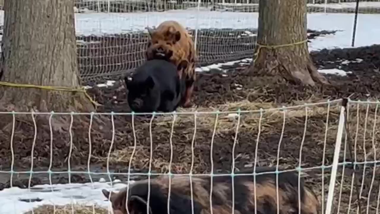 Watch Our Pigs "Get it On" this Morning! #KuneKune #Homesteading #FamilyFarm