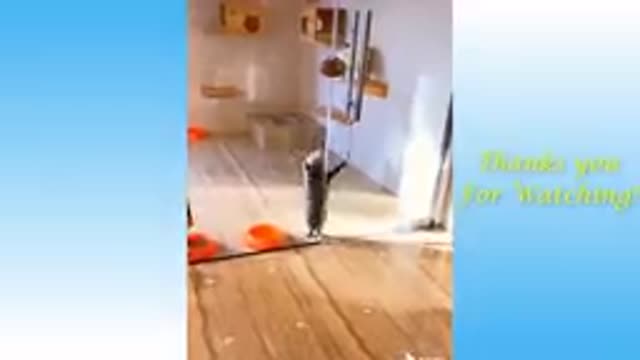 Cute Cats and Funny Dogs Videos Compilation 2021@