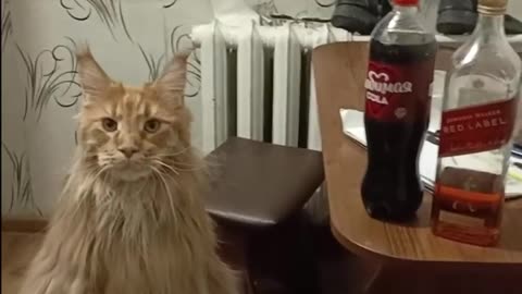 Drinking with my CAT