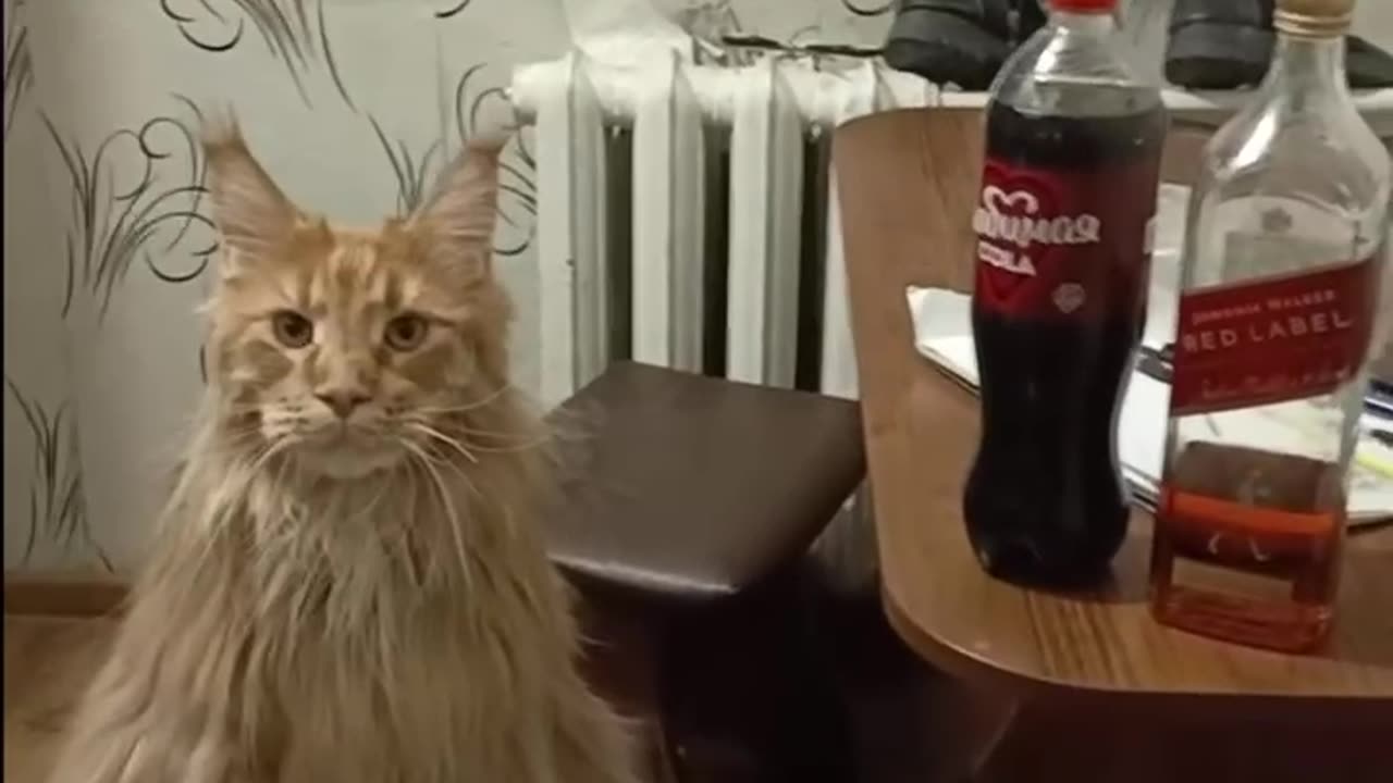 Drinking with my CAT