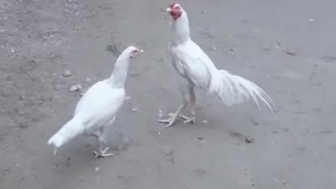 Beautiful Rooster.