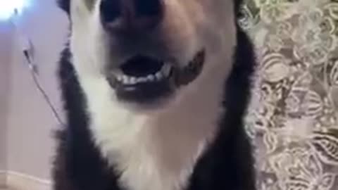 Dog video