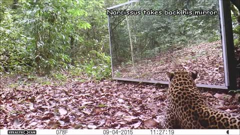 Elephants family VS a Leopard refusing to share his Mirror in the Jungle