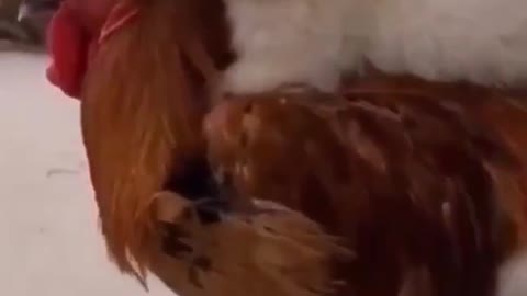 awesome funny pet animals #shorts