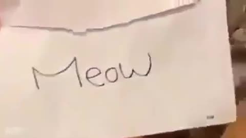 Intellectual Cat.video