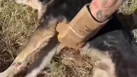 Cute animals 7
